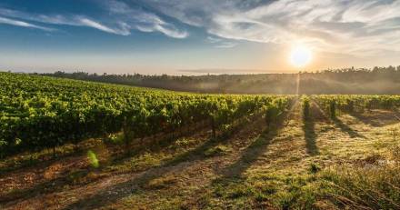 Suède - Soutien du gouvernement au secteur viticole !